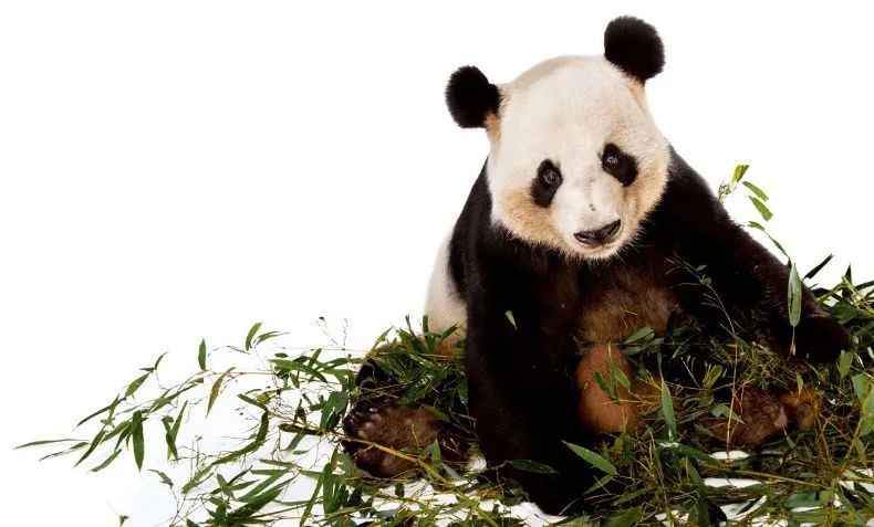 Vulnerable Giant Pandas: China’s Conservation Success and Ongoing Challenges